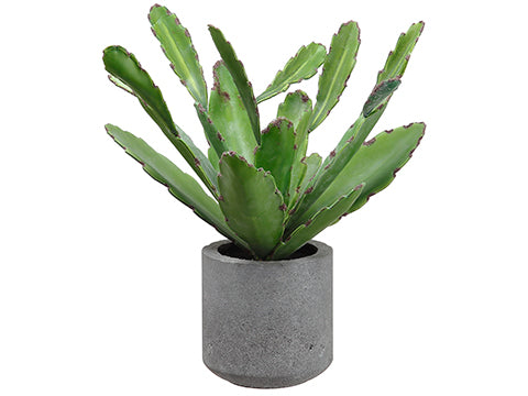 15" Cactus in Cement Pot  Green (pack of 4)