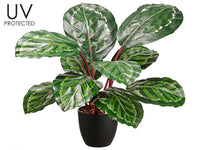 24.5" UV Protected PVC Calathea Orbifolia Plant in Platic Nursery Pot Green Purpl (pack of 4)