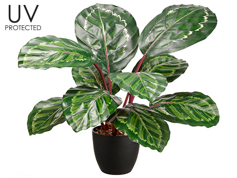 24.5" UV Protected PVC Calathea Orbifolia Plant in Platic Nursery Pot Green Purpl (pack of 4)