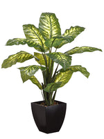 40" Diffenbachia Plant in Plastic Pot Green Variegated (pack of 4)