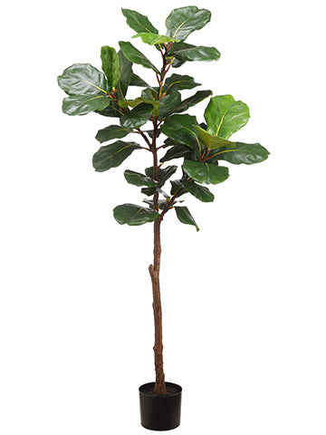 6' Fiddle Leaf Tree in Pot  Green (pack of 2)