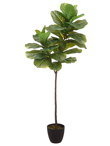 60" Fiddle Leaf Plant With 34 Leaves in Pot Green (pack of 2)