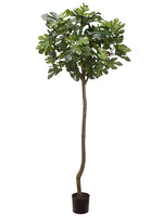 60" Fig Tree in Plastic Nursery Pot Green (pack of 2)