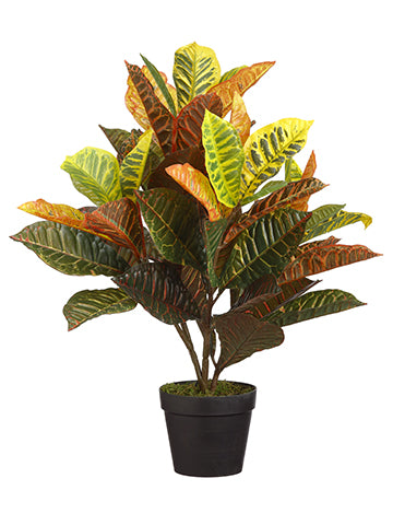 24" EVA Croton Plant in Pot  Green Pink (pack of 6)