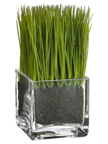 6.5" Lemon Grass in Glass Vase Green (pack of 6)