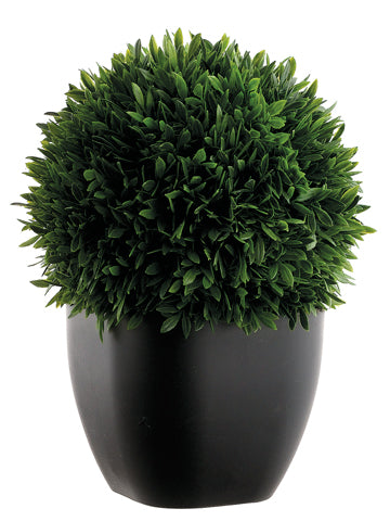 11" Tea Leaf in Plastic Pot  Green (pack of 6)