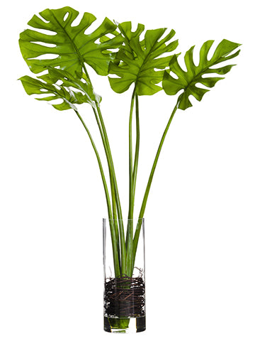51.5" Split Philodendron in Glass Vase Green (pack of 1)