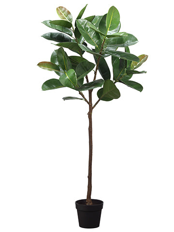 58" Rubber Tree Plant in Plastic Nursery Pot Green (pack of 2)
