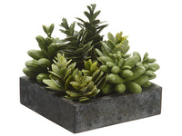 5"Hx5"Wx5"L Succulent Garden in Paper Mache Pot Green (pack of 4)