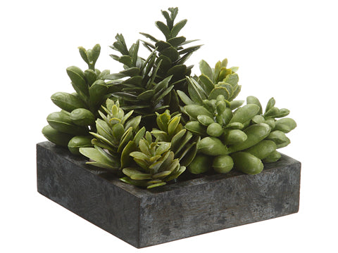5"Hx5"Wx5"L Succulent Garden in Paper Mache Pot Green (pack of 4)