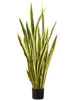 Variegated