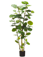 5' EVA Sea Grape Plant with 67 Leaves in Black Plastic Pot Green (pack of 2)