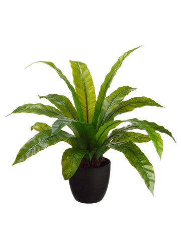 27" Bird'S Nest Fern in Round Container Green (pack of 4)