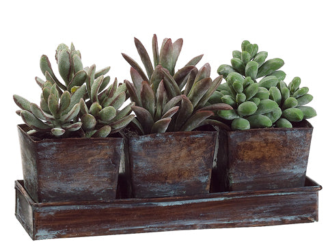 5.5"Hx3"Wx8.25"L Succulent Garden in Square Tin x3 w/Tray Green (pack of 4)