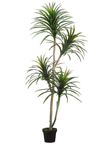 6' Yucca Tree x2 in Plastic Pot Green Burgundy (pack of 2)