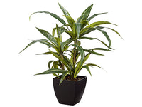 24" Dracena Plant in Plastic Pot Green Grey (pack of 4)