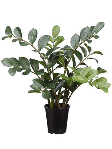 27" Zamioculcas in Pot  Green (pack of 3)