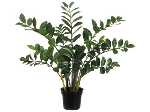 3' Zamioculcas Zamiifolia Plant x10 with 154 Leaves in Plastic Pot (pack of 4)