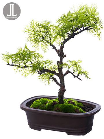 13" Cedar Bonsai in Clay Pot  Green (pack of 4)