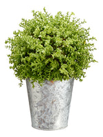 9.5" Baby's Tear/Moss Ball Topiary in Tin Pot Green (pack of 4)