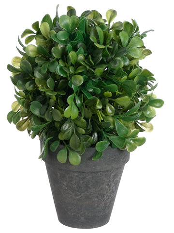 7" Boxwood Ball in Paper Mache Pot Green (pack of 6)