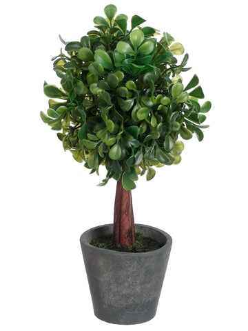10" Boxwood Ball-Shaped Topiary in Paper Mache Pot Green (pack of 12)