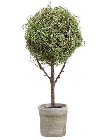 26.5" Baby's Tear Ball Topiary in Pot Green (pack of 1)