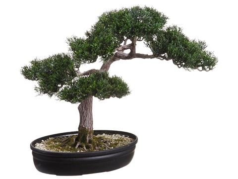 16" Cedar Bonsai in Plastic Pot Green (pack of 4)