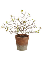 10" Corokia Leaf Plant in Paper Mache Pot Green (pack of 12)