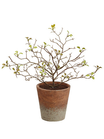 10" Corokia Leaf Plant in Paper Mache Pot Green (pack of 12)