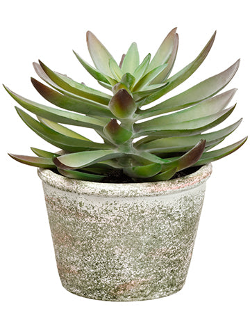 6.5" Echeveria in Paper Mache Pot Green Burgundy (pack of 6)
