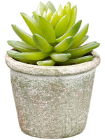 4.5"echeveria in Paper Mache Pot Green (pack of 12)