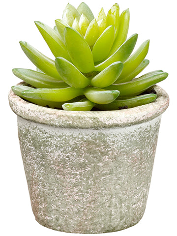 4.5"echeveria in Paper Mache Pot Green (pack of 12)