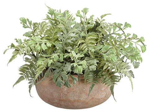 14" Mixed Fern in Terra Cotta Pot Green (pack of 1)
