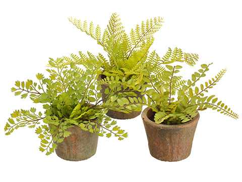 6.5" Soft PE Fern in Terra Cotta Pot Assortment (3 ea/set) Two Tone Green (pack of 5)