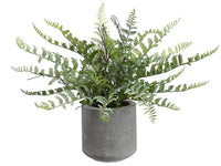 15" Fern in Cement Pot  Green (pack of 6)