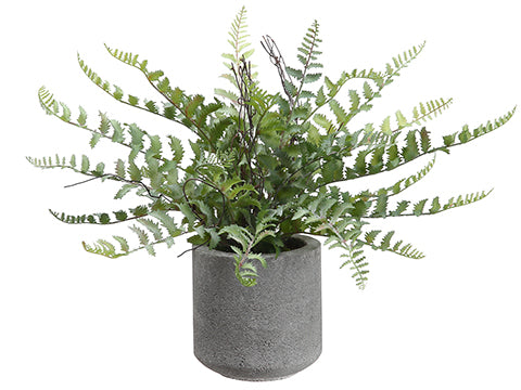 15" Fern in Cement Pot  Green (pack of 6)