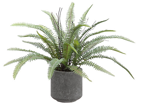 16" Sword Fern in Cement Pot  Green (pack of 6)