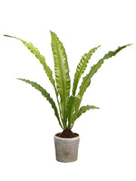51" Bird's Nest Fern in Mgo Pot Green (pack of 1)