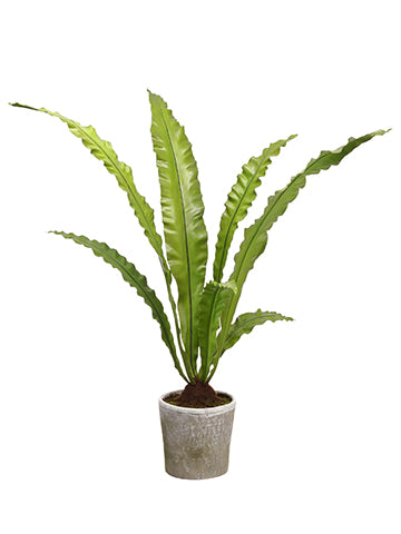 51" Bird's Nest Fern in Mgo Pot Green (pack of 1)