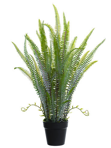 30" Sword Fern Plant in Plastic Pot Green (pack of 4)
