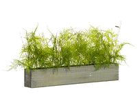 12"H X 8"W X 30"L Soft PE Asparagus Fern in Wood Pot Green (pack of 4)