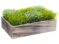 4.5" Grass/Tea Leaf in Wood Box Two Tone Green (pack of 3)