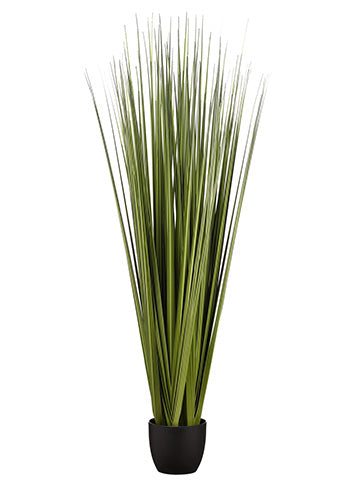 66" Reed Grass Bundle x6 in Pot Dark Green (pack of 1)