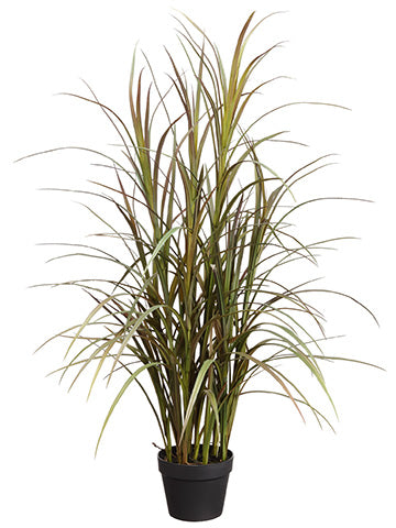 48" Grass Plant in Plastic Pot Burgundy Green (pack of 1)