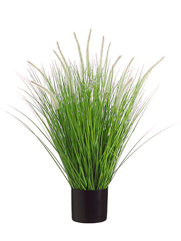 34" Dog Tail Onion Grass x12 in Pot Green Cream (pack of 4)