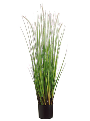 36" Dog Tail Grass x7 in Pot  Green Brown (pack of 6)