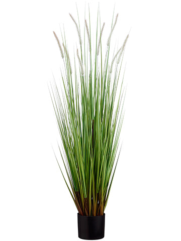 48" Dog Tail Grass x9 in Pot  Green Brown (pack of 4)