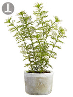 16" Dill in Clay Pot  Green Gray (pack of 6)