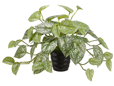 9.5" Hoya Bella Plant in Plastic Pot Green (pack of 24)